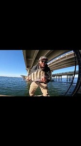 The pinfish are TERRIBLE right now on the main bridges. Try this simple trick that I use to keep your bait down longer and catch that sheepshead you've been looking for! Caught on a 3/4oz Bird Of Prey sheepshead jig. #fishing #fishinglife #fishingislife #fishingtrip #fishingdaily #fishingvideos #fishingtips #fishingforbeginners #fishing101 #fishingreels #sheepshead #sheepsheadfishing #sheep #pensacola #florida #floridalife #floridafishing #floridavibes | CKW Outdoors