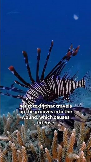 The Lion Fish is Terrifying # shorts #marinebiology
