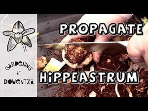 Radical Propagation - Hippeastrum (amaryllis) Chipping