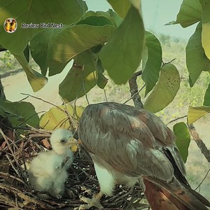 Rufous-winged buzzard birds Feed the baby in the nest | Review Bird Nest