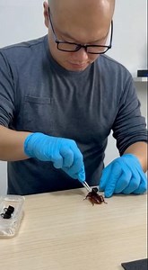 Install a camera on a cockroach …