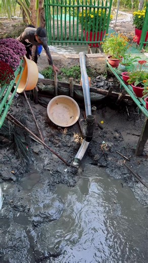 Nuôi ốc bươu và bắt cá tại ao nhà