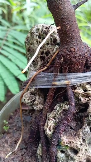 Mastering Root Over Rock Technique in Bonsai