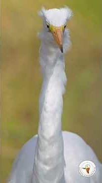 Close-up Encounter with a Majestic Great Egret at Lakes Park