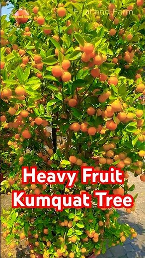 Heavy Fruit Kumquat Tree