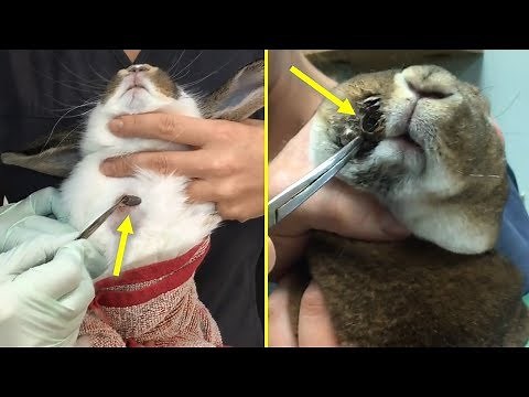 Botfly Larva Removed From Rabbits And Cats | Animal Rescue