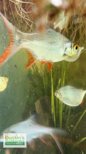 All these fish eat Duckweed and Algae. Here are the Tinfoil Barbs, Tilapia, and Silver Dollars. Out of these 3 fish, what is your favorite? We are loving how big they are getting by eating these pest plants. Shop Now! TANK ON! 👇 Red Root Floater (Wow Floating Plant) Phyllanthus Fluitans 👇 https://dustinsfishtanks.com/products/red-root-floater-wow-floating-plant-phyllanthus-fluitans Follow us: @dustinsfishtanks #tinfoilbarb #tilapia #silverdollar #fish #aquariumfish #fishtank | Dustin's Fishtan