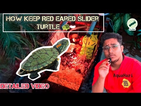 How To Keep Red Eared Slider Turtle 🐢| 📌Detailed Guide | Promeal's 🪱| #shorts#redearedslider#turtle