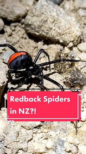Redback Spiders in New Zealand - Myth or Reality?
