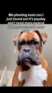 Trunks the Boxer on Reels