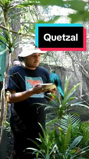 QUETZAL : Magnifica naturaleza 4 #animalestiktok #animales #biologia #ciencia #ave