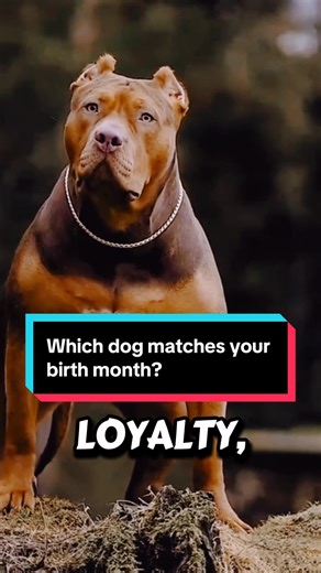 Discover the Perfect Dog for Your Birth Month