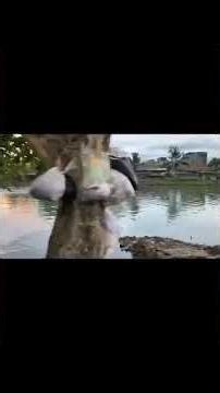 TEAM DAYUNG KAMTEL & REDIST