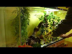 Comment aménager un terrarium pour serpent des blés