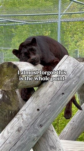 143K views · 9.6K reactions | The whole point is to show wildcats the love & compassion they may have never recieved before. For over 150+ cats in need, TWS isn’t just a sanctuary—it’s a forever home .#tiger #lion #leopard #cougar #bobcat #lynx #hybridcat #serval #bigcat #bigcats #wildcat #wildcats #sanctuary #sanctuarylife #bigcatsanctuary #wildcatsanctuary #rescuedcat #rescuedcats | Wildcat Sanctuary | Facebook