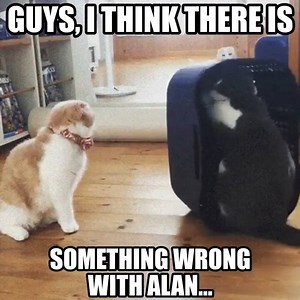 476K views · 401 reactions | The Curious Quokka on Reels | Facebook