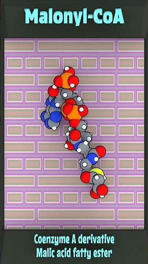 Malonyl CoA - Lipid Lego #Molecule