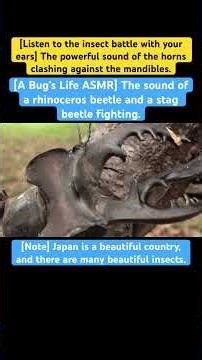 [A Bug's Life ASMR] The sound of a rhinoceros beetle and a stag beetle fighting. #insects #fighting