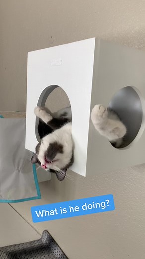 Meet Jack: The Silly Cat