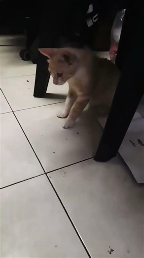 cat slapping the mop