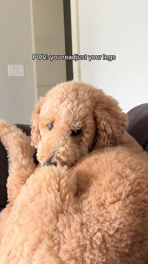 Funny Dog Video: A Girl and a Doodle Win Over a Dog Mom Kat and Oliver