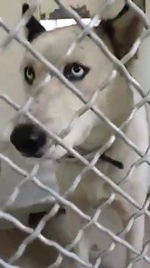 44 reactions · 77 shares | NOVA is a stunning beauty but she is...