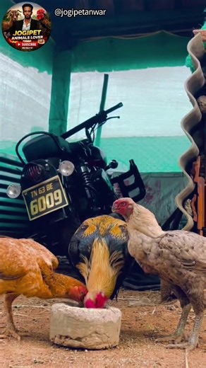 Desi Murga Party 🐓 | Murgon Ka Nashta | Rural Life Fun #shots #YouTubeshots #animals #viralshots