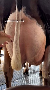 Top class hf cow top breed 🥇 #dairyfarm #cow #viral | Farming .Life