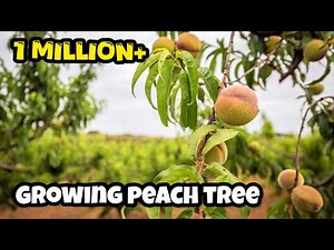 growing peach tree from peach pit | growing a peach tree from seed | seed germination at home
