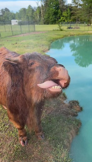 Mini Highland Cow Loves Catching Rain