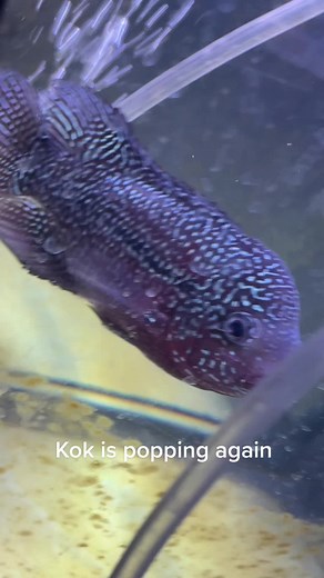 Hercules: The Resilient Aquarium Fish