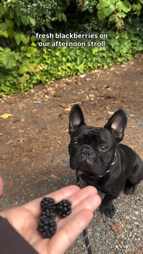 Frenchie asmr 🍇 | French Bulldog World