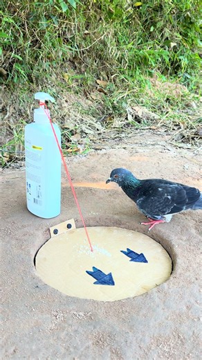 Unique innovation pigeon bird trap using paper with plastic bottle camping #outdoors #bushcraft