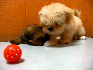 Lhasa, Apso,Puppies, For, Sale, In, Los Angeles, California, CA, Visalia, Thousand Oaks,