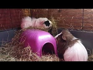 Adopt Now! :: Guinea Garden