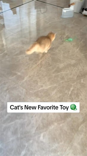 This smart rolling ball moves automatically and changes direction on its own — cats go CRAZY for it! Keeps your cat active, entertained, and away from your furniture. | FurNiche | Facebook
