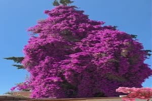 schönes Video 'Einfach wunderschön' - FUNPOT