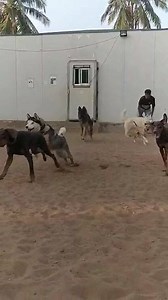 57 reactions · 10 comments | What makes your sunday more special . | Hotel for Dogs | Facebook