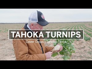 Tahoka Turnips | Cover Crops