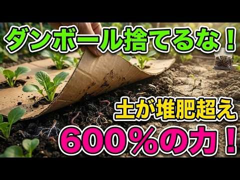 I Put One Piece of Cardboard in My Garden and Created Soil 600% More Powerful Than Compost: The R...