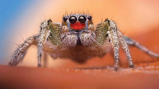 See the world through a jumping spider’s eyes — and other senses