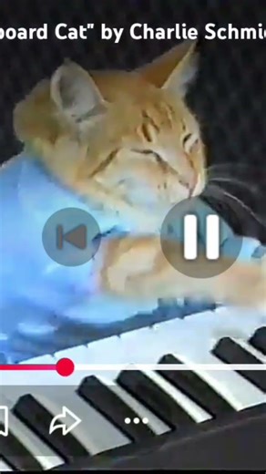 cantando bien el gato