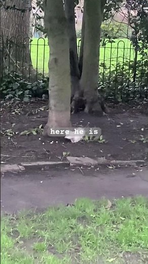 We are back again feeding the Albino squirrel and his friend #wildlife #happytimes #animalfriends