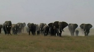 Elephant cull effects last decades