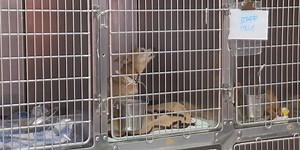 Humane Society of Parkersburg rescues 146 dogs from one location