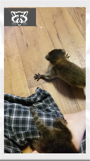 Space President Presents: Baby Raccoon Chatter #cuteanimals