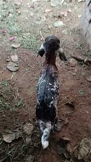 Goats or goats #goat #edms #music #animals #housemusic #dj