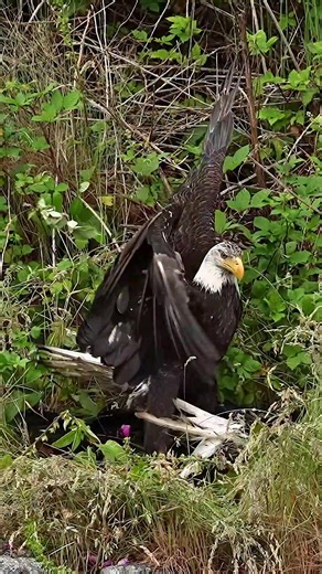 Part 2 to yesterday’s eagle attack where the eagle landed on another bird’s back. It was definitely intentional. The attacking bird was trying to knock another bird off of a fish and realized it had made a big mistake so it quickly made an exit. The eagle that held its ground, look at that stare at the end. It meant business and if the other bird had stuck around, I don’t think things would have ended well for it. | Mark Smith Photography