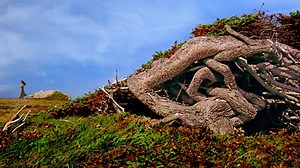 It’s a place where you not only discover a new world, but a little piece of yourself along the way. | Newfoundland & Labrador Tourism