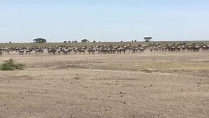 #MigrationUpdate 5 February 2021 - herds gather south of Ndutu at Matiti, huge numbers spread out between Matiti hill and korongo la Ubuntu. Update by guide @charles Joel Semchaa at Ndutu now!! #GreatMigration #Serengeti #Ndutu #Safari | Great Migration Camps